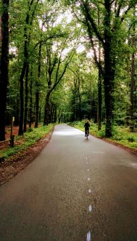 0034-forest-bike-path-hattem-netherlands