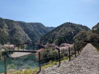 0404-cherry-blossoms-footpath-bridge-kochi-japan